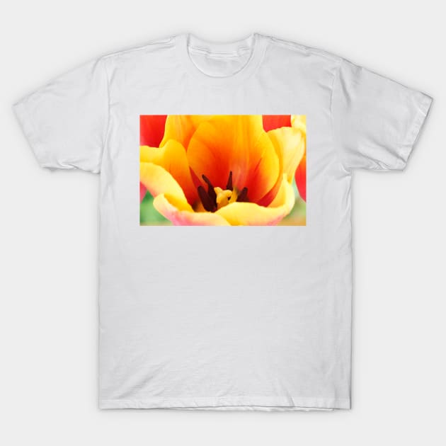 Tulipa  &#39;Indian Summer&#39;  Triumph Group  Tulip T-Shirt by chrisburrows